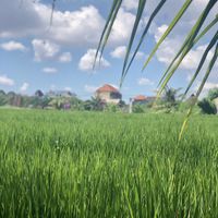 Lovely view from Cafe  at I Am Vegan Babe in Canggu