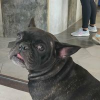 Owner's Dog 😍 at I Am Vegan Babe in Canggu