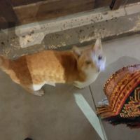  at Zaatar Lebanese Syrian Cuisine in Ayia Napa