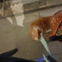  at Zaatar Lebanese Syrian Cuisine in Ayia Napa