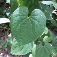  at Hippocrates Health Institute in West Palm Beach