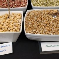 Raw Vegan Buffet at Hippocrates Health Institute in West Palm Beach