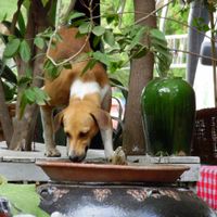 Dog  at The Moon - Old Bagan in Bagan