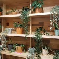 Cute plants and decor inside SOHO Juice Co. at SoHo Juice Co in Winter Park