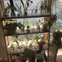 Love all the plants, such a cute place and great vibes.  at Ananda Tree House in Kathmandu