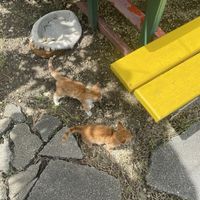   at Lion's Share Cafe in Bridgetown