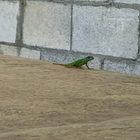 My entertaining friend  while waiting. at Lion's Share Cafe in Bridgetown