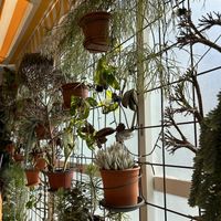  #Veganuary at Bahía Verde in Tenerife