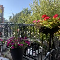   at Afghan Horsemen in Vancouver