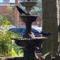  at Cafe Karibo in Fernandina Beach