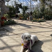 Dog friendly location, lovely and warm eating in the greenhouse   at Potager Garden Café in Falmouth