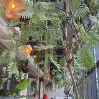 Cafe space - lots of lovely plants.  at Balance Deli in Frankfurt