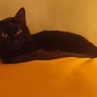 Betisco é uma ótima companhia. at Apuro Vegan Bar in Porto