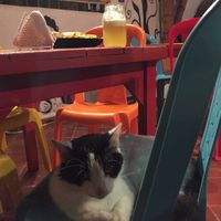 My dinner companion   at Casa del Ritmo in Santa Marta