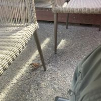 A little house sparrow under the table helping us clean up! #Veganuary at Plumeria in Encinitas