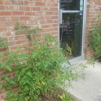 Fresh tomatoes on the way! at Julien's in Millbrook