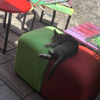Resident Kitty  at Namaste Vegan Food in Guatape