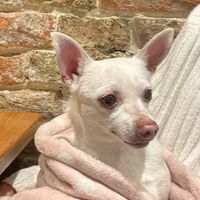   at Sweet Ima in Gorinchem