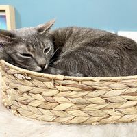   at Crazy Cat Café in Milan