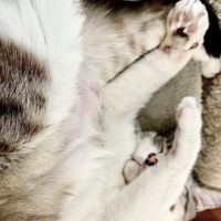   at Crazy Cat Café in Milan