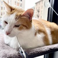   at Crazy Cat Café in Milan