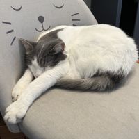   at Crazy Cat Café in Milan