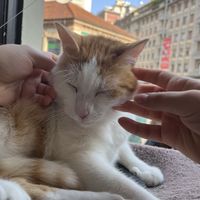   at Crazy Cat Café in Milan