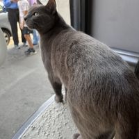   at Crazy Cat Café in Milan