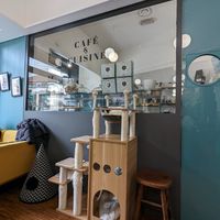  at Crazy Cat Café in Milan