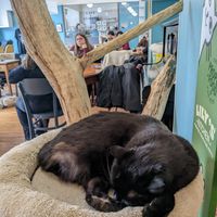  at Crazy Cat Café in Milan