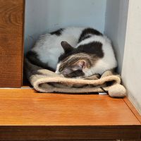  at Crazy Cat Café in Milan