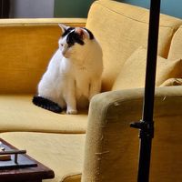  at Crazy Cat Café in Milan