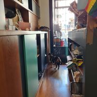 Cats all around at Crazy Cat Café in Milan