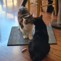 Cats playing at Crazy Cat Café in Milan