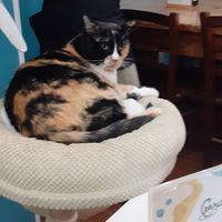 Mina at Crazy Cat Café in Milan