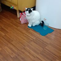 Blondie at Crazy Cat Café in Milan