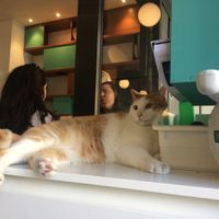 cats are always up for cuddles at Crazy Cat Café in Milan
