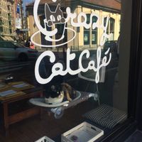 window seats at Crazy Cat Café in Milan