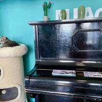 Cat  at Crazy Cat Café in Milan