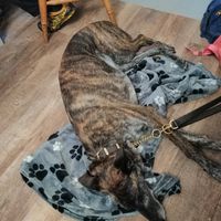 dog was provided a blanket as well as treats and water! at Teacup Tearoom in Mevagissey