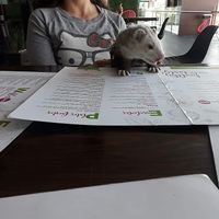 Animal friendly. at Tasty Beet in Chihuahua