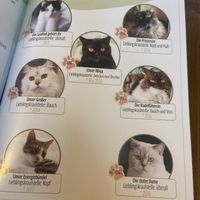 Cats   at Katzentempel - Leipzig Ost in Leipzig