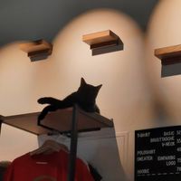  at Katzentempel - Leipzig Ost in Leipzig