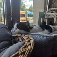 schlafende Wanda at Katzentempel - Leipzig Ost in Leipzig