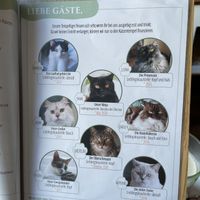 the cats  at Katzentempel - Leipzig Ost in Leipzig