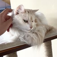 odin  at Katzentempel - Leipzig Ost in Leipzig