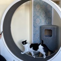 wanda loved to run on the wheel  at Katzentempel - Leipzig Ost in Leipzig