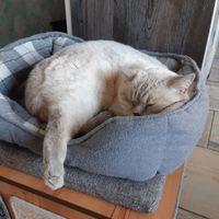  at Katzentempel - Leipzig Ost in Leipzig