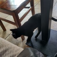  at Katzentempel - Leipzig Ost in Leipzig