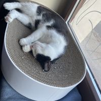 Fur Friends  at Katzentempel - Leipzig Ost in Leipzig